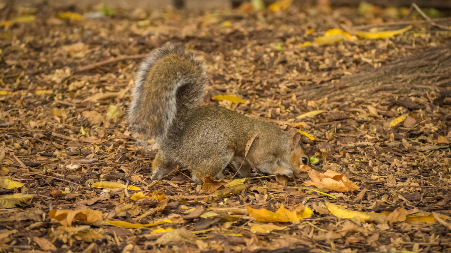 Learn How To Get Rid Of Ground Squirrels